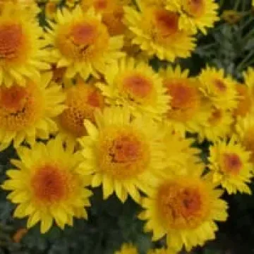 Кира