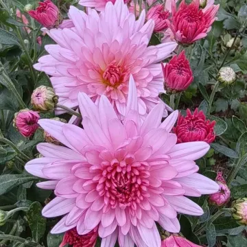 Мальвина