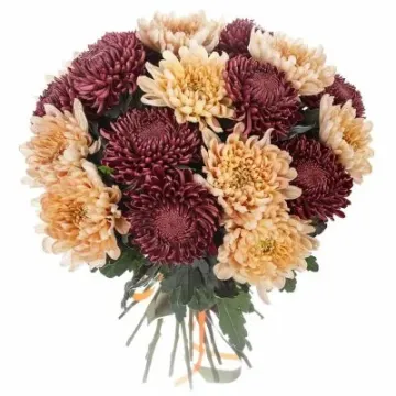 URAGAN CHRYSANTEMUM
