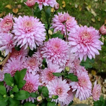 Розовый Фламинго