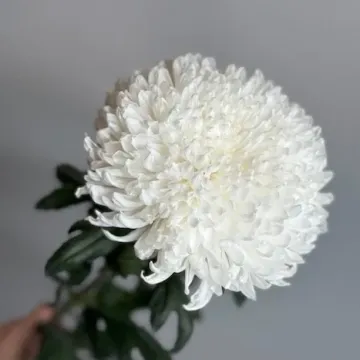 DRIED FLOWER