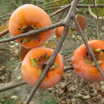 Колгоспниця