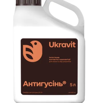 Антигусинь к.е.
