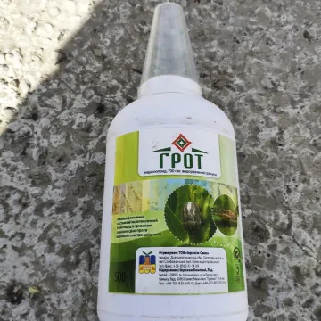 Грот