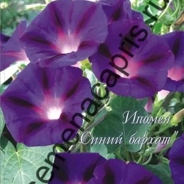 Синий Бархат