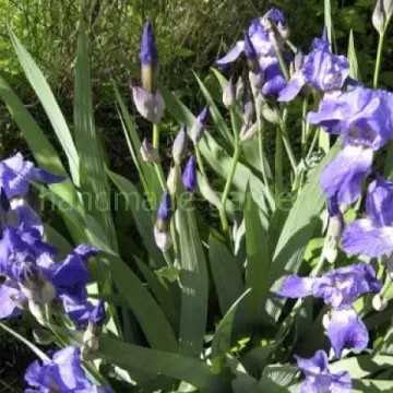 Акмулла