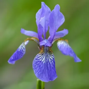 Зигальга