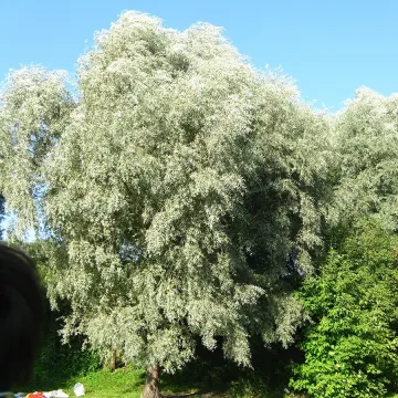 М2