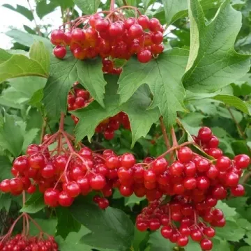 Шукшинская