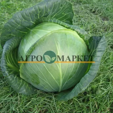 Амазінг