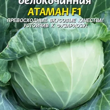 Атаман