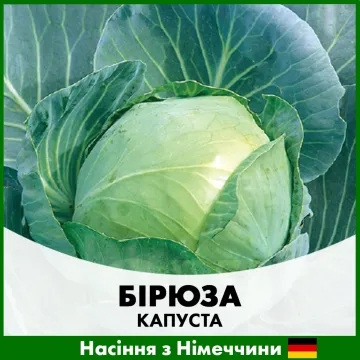 Бирюза Плюс