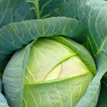 Диадема