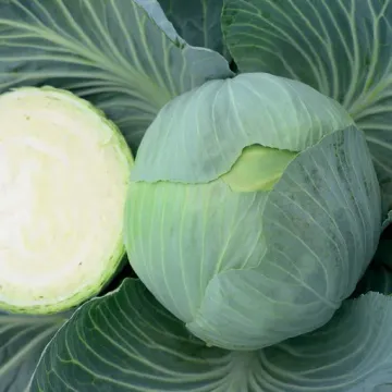 IDYLLIA