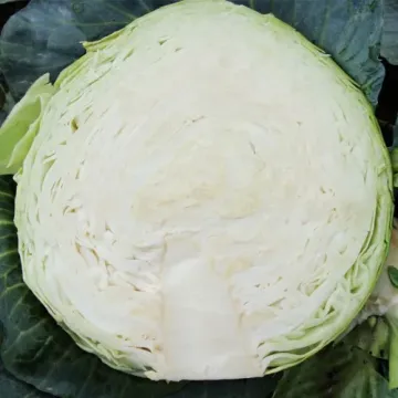 Cabbage