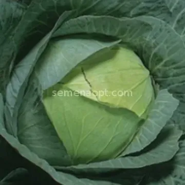 Камея