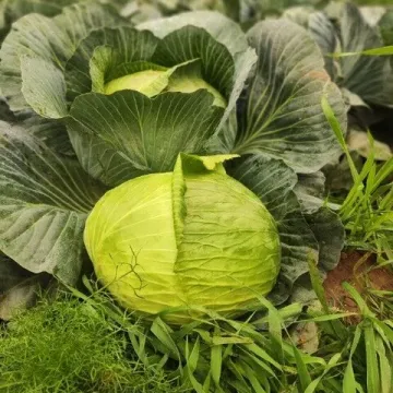Маркони