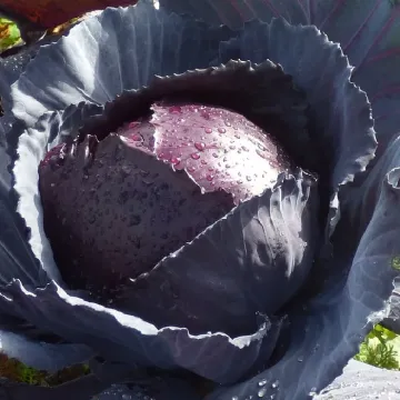 MIKHNEVSKAYA KRASAVITSA