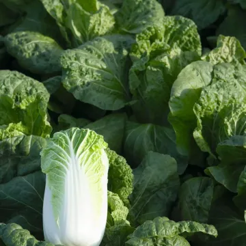 Наина