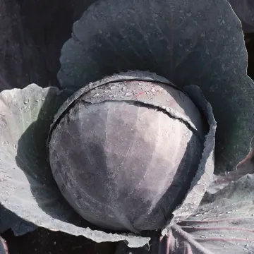 Омеро