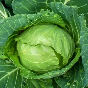 Ранетка