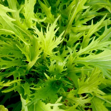 MIZUNA SALAD