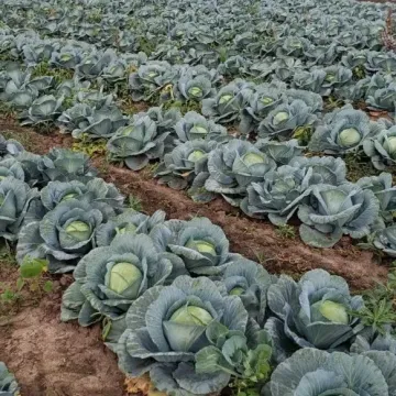 Сапфир