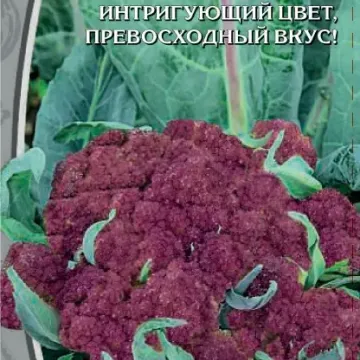 VIOLETTTER