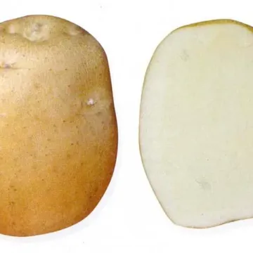 Батя