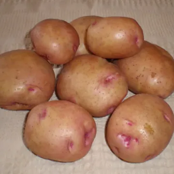 Бородянский розовый / Бородянська рожева