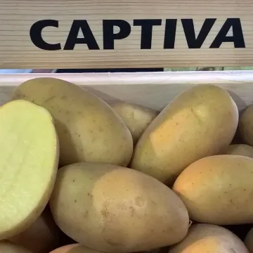 Каптива