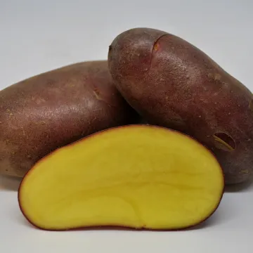 Дельфін