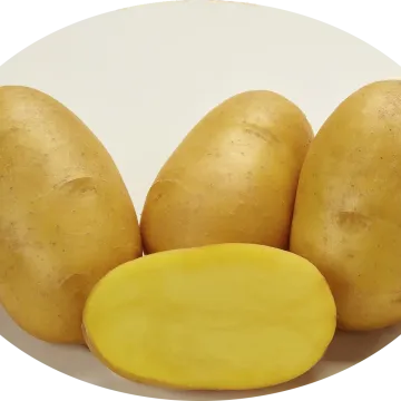 Джава