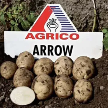 Эроу