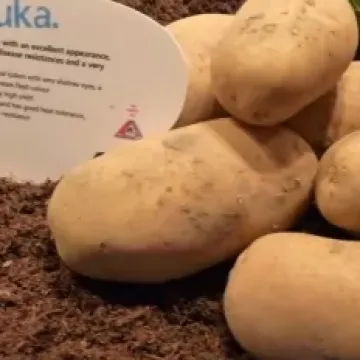 Фалука