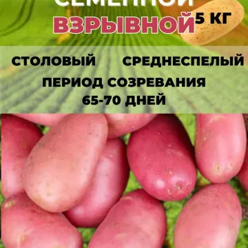 Косень 95