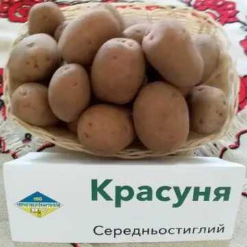 Красавица