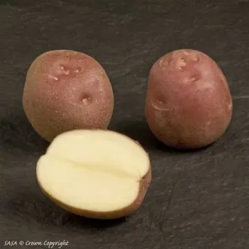 Леди Розетта