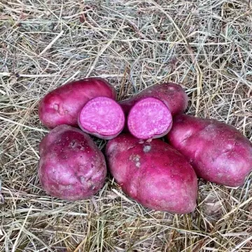 Полесский розовый