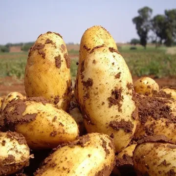Сафія
