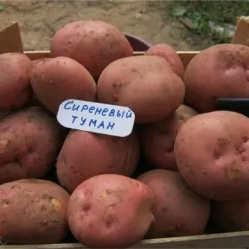 Сиреневый Туман