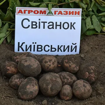 Свитанок киевский