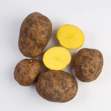 Холмогорский