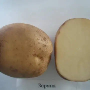Зоряна