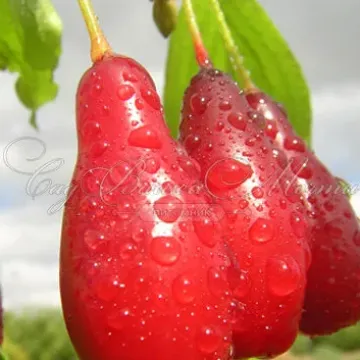 Артемий