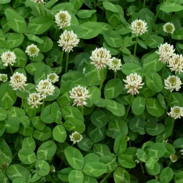 ALFALFA