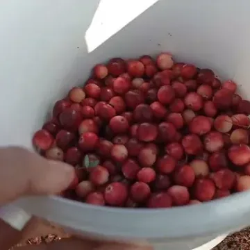 Фомич