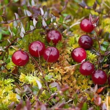 Северянка