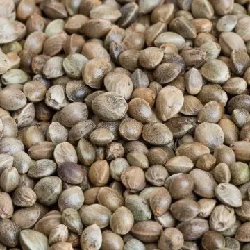 Hemp variety YUSO o/d 16 / YUSO 16