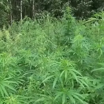 Южанка